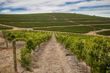 Téléchargez les photos : Photo panoramique sur les vignobles du Cap-Occidental en Afrique du Sud, montrant l'énorme industrie viticole du pays - en image libre de droit