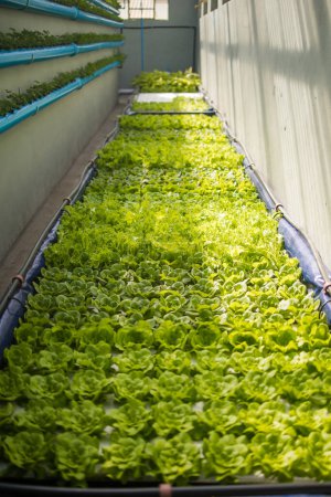Photo for Close up image of a high-tech indoor aquaponics facility that grows green leafy vegetables and herbs - Royalty Free Image