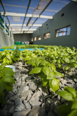 Foto de Imagen de cerca de una instalación acuapónica interior de alta tecnología que cultiva verduras y hierbas de hoja verde - Imagen libre de derechos