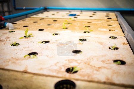 Téléchargez les photos : Image rapprochée d'une installation aquaponique d'intérieur de haute technologie qui cultive des légumes à feuilles vertes et des herbes - en image libre de droit