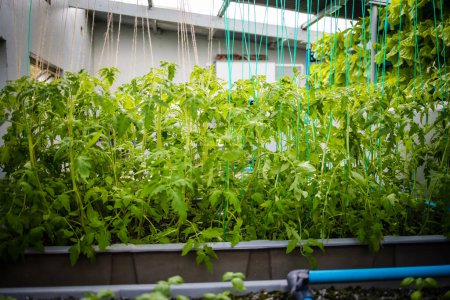 Foto de Imagen de cerca de una instalación acuapónica interior de alta tecnología que cultiva verduras y hierbas de hoja verde - Imagen libre de derechos