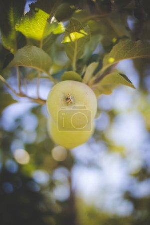 Foto de Imagen de cerca de manzanas en un huerto de manzanas en Sudáfrica - Imagen libre de derechos