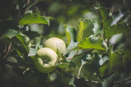 Téléchargez les photos : Image rapprochée de pommes dans un verger de pommiers en Afrique du Sud - en image libre de droit