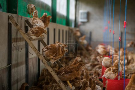 Photo for This beautiful image showcases free-range egg-laying chickens in both a field and a commercial chicken coop. The photograph captures the natural beauty of these birds and their living environment, providing an excellent visual representation for agri - Royalty Free Image