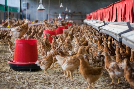This beautiful image showcases free-range egg-laying chickens in both a field and a commercial chicken coop. The photograph captures the natural beauty of these birds and their living environment, providing an excellent visual representation for agri