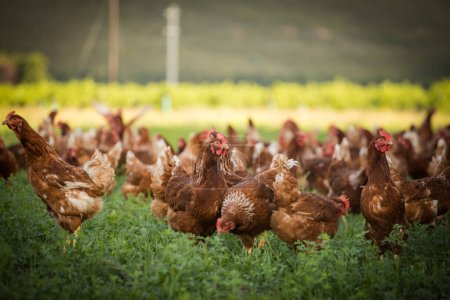 Dieses schöne Bild zeigt freilaufende Hühner, die Eier legen, sowohl auf einem Feld als auch in einem kommerziellen Hühnerstall. Das Foto fängt die natürliche Schönheit dieser Vögel und ihrer Lebensumgebung ein und bietet eine hervorragende visuelle Darstellung für die Landwirtschaft.