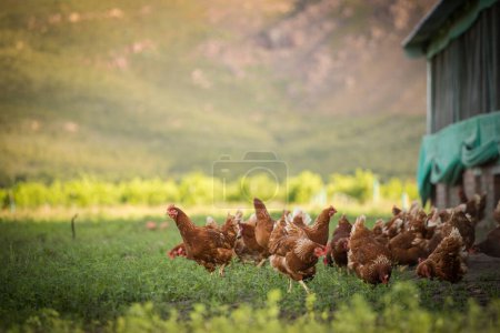 Cette belle image montre des poulets pondeurs en plein air dans un champ et un poulailler commercial. La photographie saisit la beauté naturelle de ces oiseaux et de leur milieu de vie, offrant une excellente représentation visuelle pour l'agriculture.