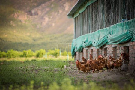 Photo for This beautiful image showcases free-range egg-laying chickens in both a field and a commercial chicken coop. The photograph captures the natural beauty of these birds and their living environment, providing an excellent visual representation for agri - Royalty Free Image