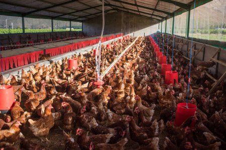 Téléchargez les photos : Image rapprochée d'un poulet à griller blanc vivant dans une ferme en plein air d'une manière durable et sans cruauté - en image libre de droit