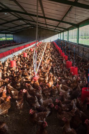 Foto de Imagen de cerca de un pollo blanco de engorde que vive en una granja de campo libre de una manera sostenible y sin crueldad - Imagen libre de derechos