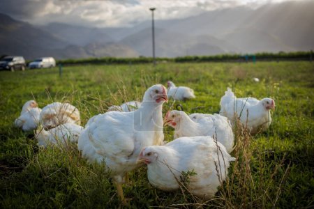 Imagen de cerca de un pollo blanco de engorde que vive en una granja de campo libre de una manera sostenible y sin crueldad