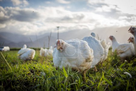 Téléchargez les photos : Image rapprochée d'un poulet à griller blanc vivant dans une ferme en plein air d'une manière durable et sans cruauté - en image libre de droit