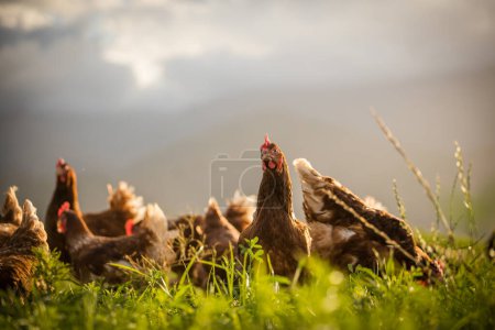 Téléchargez les photos : Cette belle image montre des poulets pondeurs en plein air dans un champ et un poulailler commercial. La photographie saisit la beauté naturelle de ces oiseaux et de leur milieu de vie, offrant une excellente représentation visuelle pour l'agriculture. - en image libre de droit