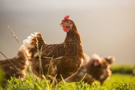 This beautiful image showcases free-range egg-laying chickens in both a field and a commercial chicken coop. The photograph captures the natural beauty of these birds and their living environment, providing an excellent visual representation for agri