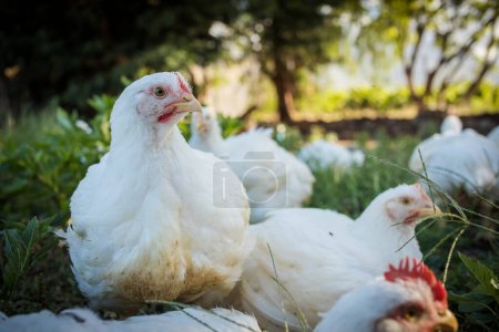 Foto de Imagen de cerca de un pollo blanco de engorde que vive en una granja de campo libre de una manera sostenible y sin crueldad - Imagen libre de derechos