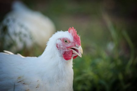 Photo for Close up image of a white Broiler Chicken living on a free range farm in a sustainable manner and cruelty free - Royalty Free Image