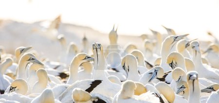 Téléchargez les photos : Image rapprochée d'un oiseau de Cape Gannet dans une grande colonie de gannets sur la côte ouest de l'Afrique du Sud - en image libre de droit