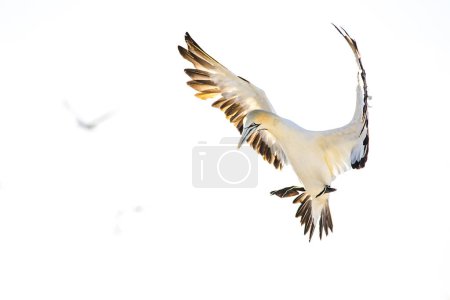 Téléchargez les photos : Image rapprochée d'un oiseau de Cape Gannet dans une grande colonie de gannets sur la côte ouest de l'Afrique du Sud - en image libre de droit
