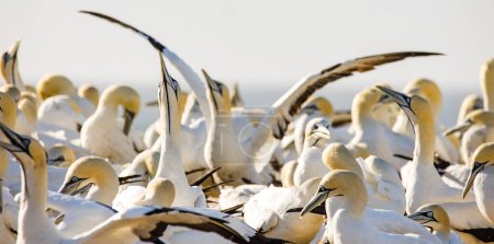 Foto de Imagen de cerca de un ave del Cabo Gannet en una gran colonia de alcatraces en la costa oeste de Sudáfrica - Imagen libre de derechos