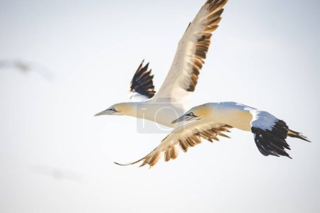 Foto de Imagen de cerca de un ave del Cabo Gannet en una gran colonia de alcatraces en la costa oeste de Sudáfrica - Imagen libre de derechos
