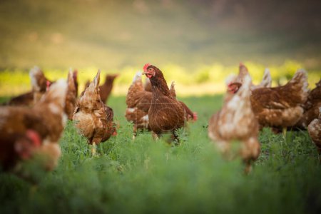 Esta hermosa imagen muestra gallinas ponedoras de huevos de campo libre tanto en un campo como en un gallinero comercial. La fotografía captura la belleza natural de estas aves y su entorno vital, proporcionando una excelente representación visual para la agricultura.