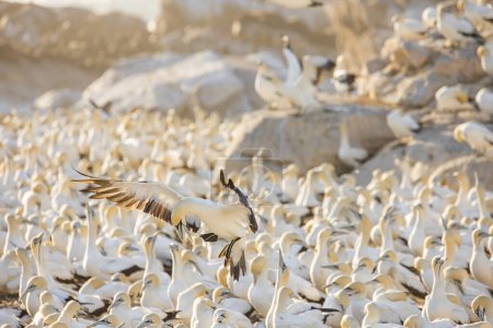 Photo for Close up image of a Cape Gannet bird in a big gannet colony on the west coast of South Africa - Royalty Free Image
