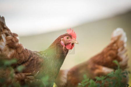 Téléchargez les photos : Cette belle image montre des poulets pondeurs en plein air dans un champ et un poulailler commercial. La photographie saisit la beauté naturelle de ces oiseaux et de leur milieu de vie, offrant une excellente représentation visuelle pour l'agriculture. - en image libre de droit