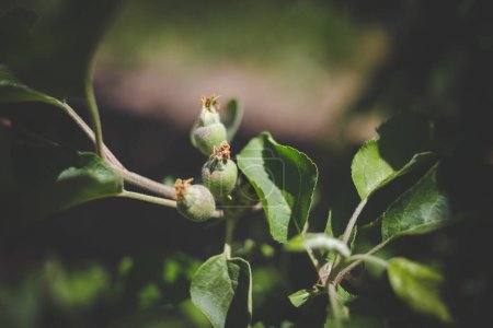 Foto de Imagen de cerca de manzanas en un huerto de manzanas en Sudáfrica - Imagen libre de derechos