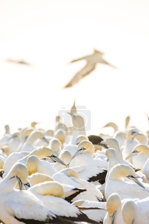 Photo for Close up image of a Cape Gannet bird in a big gannet colony on the west coast of South Africa - Royalty Free Image