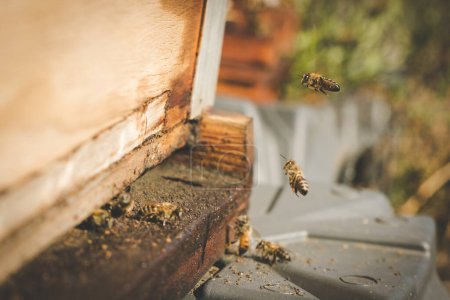 Téléchargez les photos : Image rapprochée d'abeilles quittant une ruche pour polliniser des arbres fruitiers dans un verger - en image libre de droit