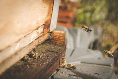 Foto de Cerrar imagen de abejas que dejan una colmena de abejas para polinizar árboles frutales en un huerto - Imagen libre de derechos