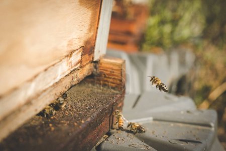 Téléchargez les photos : Image rapprochée d'abeilles quittant une ruche pour polliniser des arbres fruitiers dans un verger - en image libre de droit