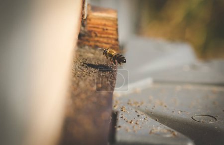 Foto de Cerrar imagen de abejas que dejan una colmena de abejas para polinizar árboles frutales en un huerto - Imagen libre de derechos