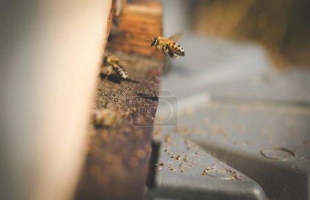 Photo for Close up image of bees leaving a bee hive to pollinate fruit trees in an orchard - Royalty Free Image