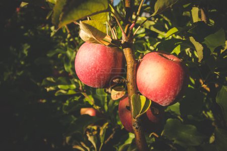 Photo for Close up image of apples in an apple orchard in south africa - Royalty Free Image