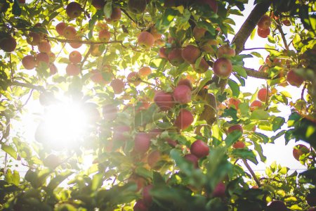 Téléchargez les photos : Image rapprochée de pommes dans un verger de pommiers en Afrique du Sud - en image libre de droit