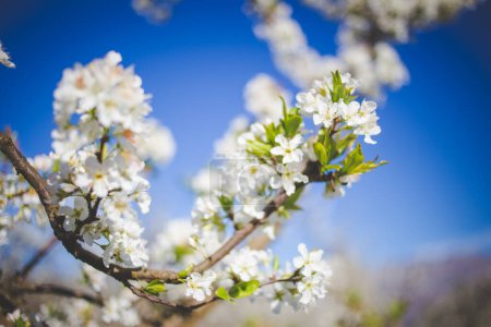 Téléchargez les photos : Une superbe photo d'un verger de pommiers en pleine floraison, avec les arbres couverts de belles fleurs blanches, face à un ciel bleu clair. - en image libre de droit
