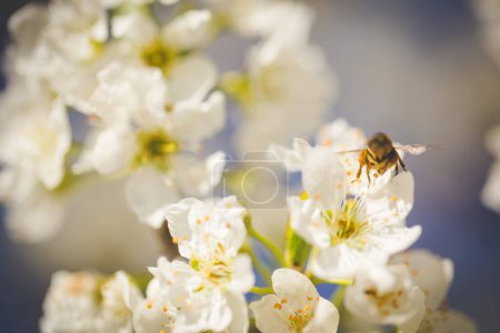 Foto de Una foto impresionante de un huerto de manzanas en plena floración, con los árboles cubiertos de hermosas flores blancas, contra un cielo azul claro. - Imagen libre de derechos