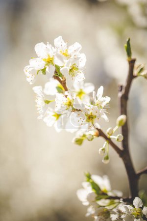 Foto de Una foto impresionante de un huerto de manzanas en plena floración, con los árboles cubiertos de hermosas flores blancas, contra un cielo azul claro. - Imagen libre de derechos