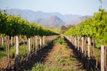 Photo for Scenic photo of vineyards in the Cape Winelands in the Western Cape of South Africa - Royalty Free Image