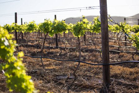 Téléchargez les photos : Photo panoramique des vignobles du Cap Winelands dans l'ouest du Cap en Afrique du Sud - en image libre de droit