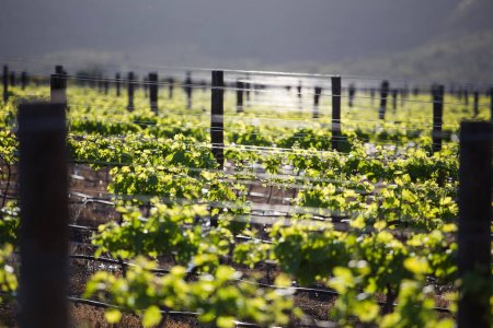Foto escénica de viñedos en el Cabo Viñedos en el Cabo Occidental de Sudáfrica