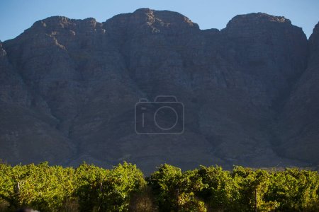 Scenic photo of vineyards in the Cape Winelands in the Western Cape of South Africa