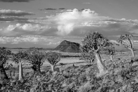 Foto de Impresionante imagen paisajística de Quiver Trees en el Kalahari en el Cabo Norte de Sudáfrica - Imagen libre de derechos