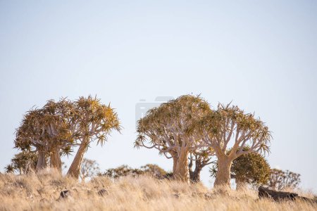 Téléchargez les photos : Superbe image de paysage d'arbres de carquois dans le Kalahari dans le Cap Nord de l'Afrique du Sud - en image libre de droit