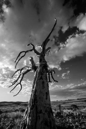 Foto de Impresionante imagen paisajística de Quiver Trees en el Kalahari en el Cabo Norte de Sudáfrica - Imagen libre de derechos