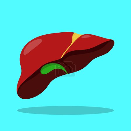 Realistic liver anatomy structure. Vector hepatic system organ, digestive gallbladder organ. Human liver for medical drugs, pharmacy and education design