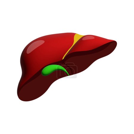 Realistic liver anatomy structure. Vector hepatic system organ, digestive gallbladder organ. Human liver for medical drugs, pharmacy and education design