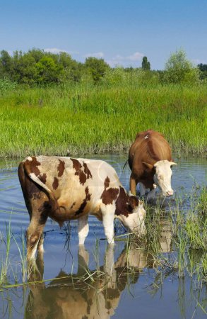 Summer landscape, cows on the lake, cows in the river, herd of cows in the field