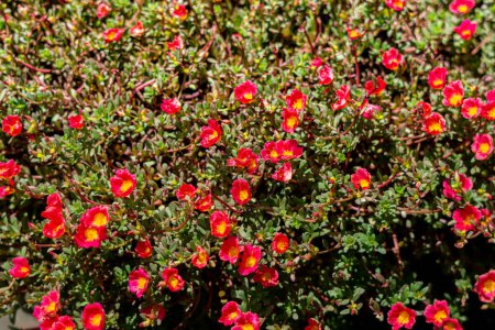 Photo for Portulaca oleracea L, moss rose, Japanese rose, little hogweed flowers, and orange flower in common garden purslane, pigweed purslane, has medicinal properties. - Royalty Free Image